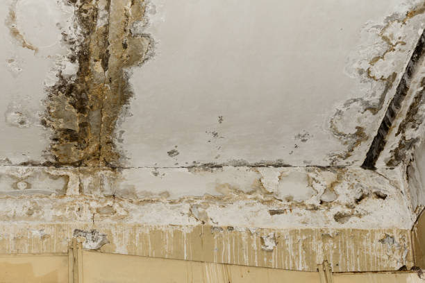 Best Emergency Mold Remediation  in Glenvar Heights, FL