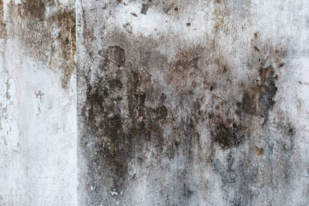 Best Asbestos and Lead Testing During Mold Inspection  in Glenvar Heights, FL