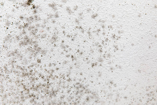 Environmental Consulting for Mold Prevention in Glenvar Heights, FL