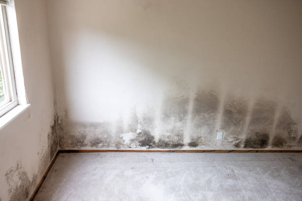 Best Comprehensive Air Testing for Mold Contaminants  in Glenvar Heights, FL