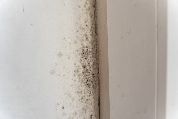 Best Mold Removal for HVAC Installations  in Glenvar Heights, FL
