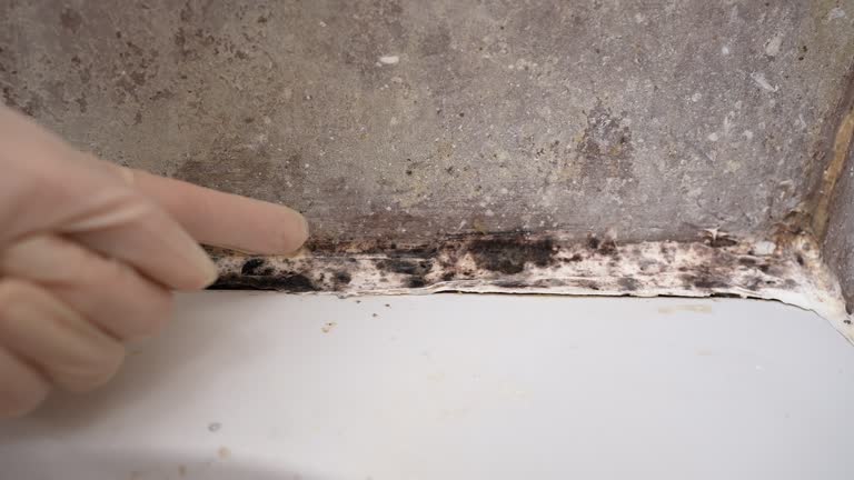 Trusted Glenvar Heights, FL Mold Removal Experts