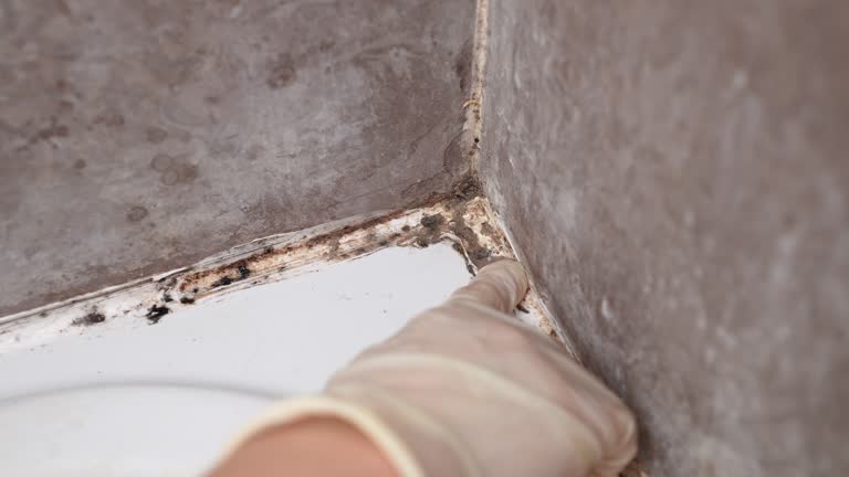 Best Environmental Consulting for Mold Prevention  in Glenvar Heights, FL